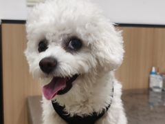 -米苏动物医院·犬猫专科·骨科外科内窥镜