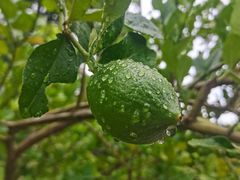 -广州神农草堂中医药博物馆