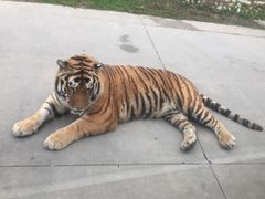 -西安秦岭野生动物园