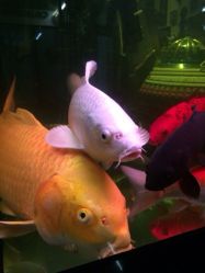 iphone_upload_pic-周忆刺青原创设计定制