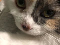 -宠颐生中康贝怡动物医院