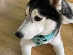 -Husky Go! 哈士奇体验馆·宠物咖啡厅狗咖