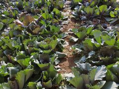 -万源龙顺度假庄园生态观光园