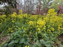 -南汇桃花村
