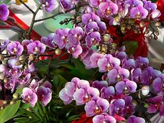 -东川新街市(东川市场店)