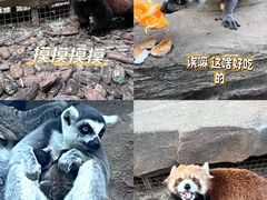 -北京野生动物园