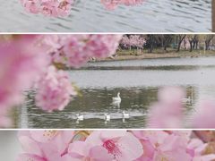 -新江湾城公园