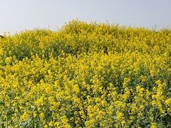 -阳澄湖半岛旅游度假区