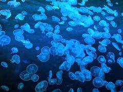 -海合安成都极地海洋公园