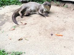 -清迈夜间动物园