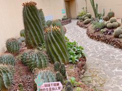 -正佳雨林生态植物园