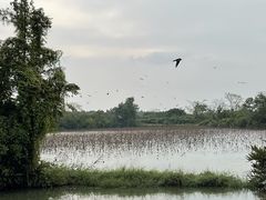 -大湾区中央湿地公园