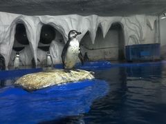 -太平洋海底世界