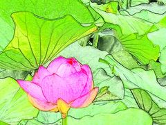 -荷塘月色湿地公园·向阳花洲