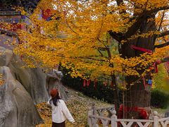 -遵化市禅林寺古银杏风景园
