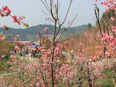-绵阳盛世樱花悠乐谷
