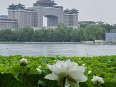 -莲花池公园