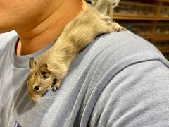 -酷以爬仙阁实体爬宠店·守宫·蜥蜴·专业繁育