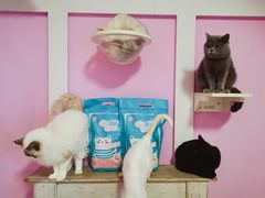 -70cat德文卷毛猫·缅因猫纯种猫舍