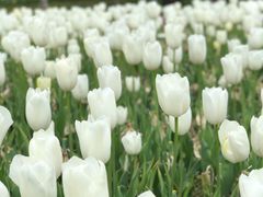 -上海鲜花港