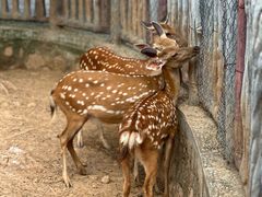 -石家庄市动物园