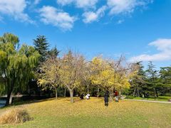 -上海共青森林公园