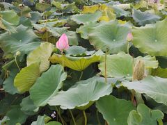 -梁鸿国家湿地公园