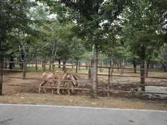 -秦皇岛野生动物园