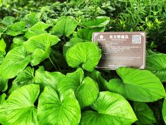 -广西壮族自治区药用植物园