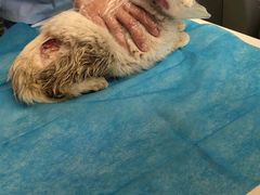 -北京赛佳动物医院