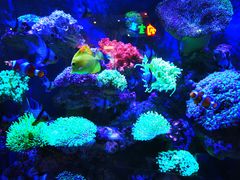 -海合安成都极地海洋公园