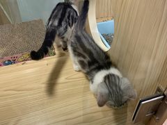 -屋虎猫馆(宝安大仟里店)