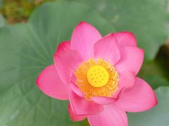 -西安大兴善寺