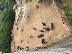 -青岛森林野生动物世界