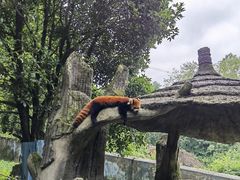 -贵州森林野生动物园