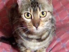 -爱侣宠医·鹦鹉专科·小型哺乳类·异宠专科(灵石路店)