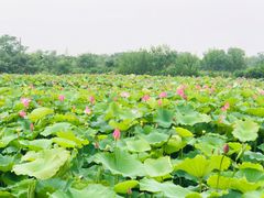 -梁鸿国家湿地公园