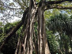 -瑞丽独树成林风景区