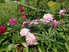 -黑龙江省森林植物园