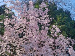 -西安青龙寺遗址景区