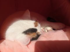 -四月宠物医院·猫专科·心脏专科·内科(转塘店)