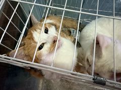 -双季花艺园艺市场(浦东店)