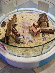 -卡通尼·Safari非洲探索乐园·生日会(金桥国际商业广场店)