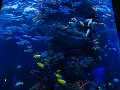 -芜湖新华联大白鲸海洋公园