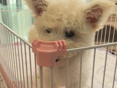-翊宠yipet猫狗购宠庄园