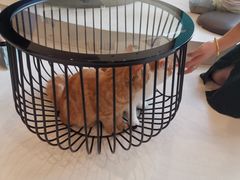 -飞行喵MR PILOT|猫舍·猫咖(静安大融城店)