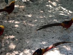 -泉州海丝野生动物世界