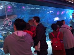 -烟台海昌鲸鲨海洋公园