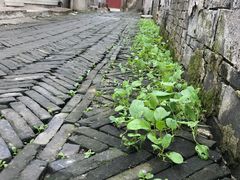 -观桥阁(锦溪店)