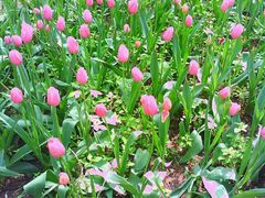 android_upload_pic-洛阳郁金香牡丹园